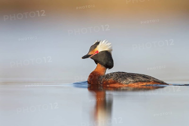 Horned Grebe (Podiceps auritus) in a pond in the tundra near Churchill, Manitoba, Canada