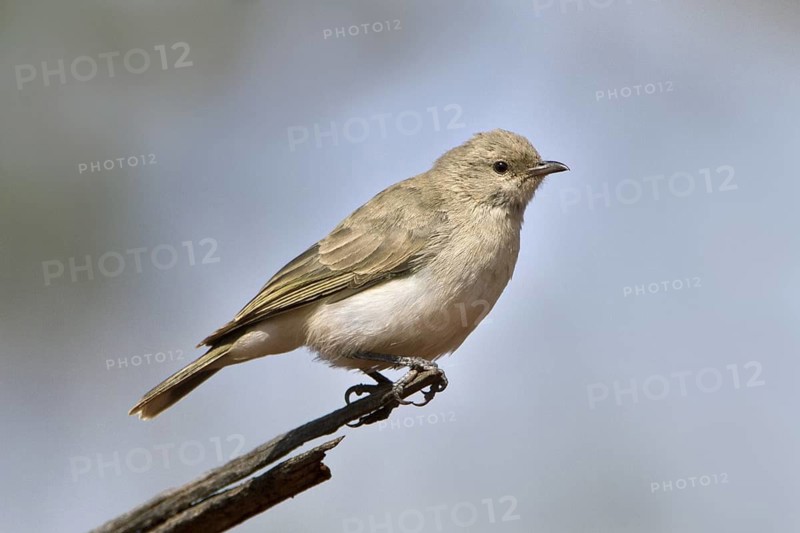 Grey Honeyeater (Conopophila whitei), Western Australia, Australia
