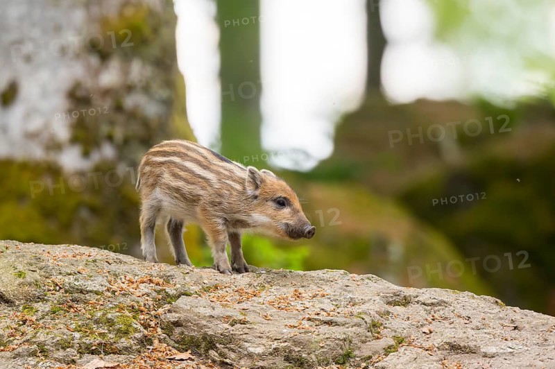 Wild boar (Sus scrofa) piglet standing in a forest, Bavaria, Germany