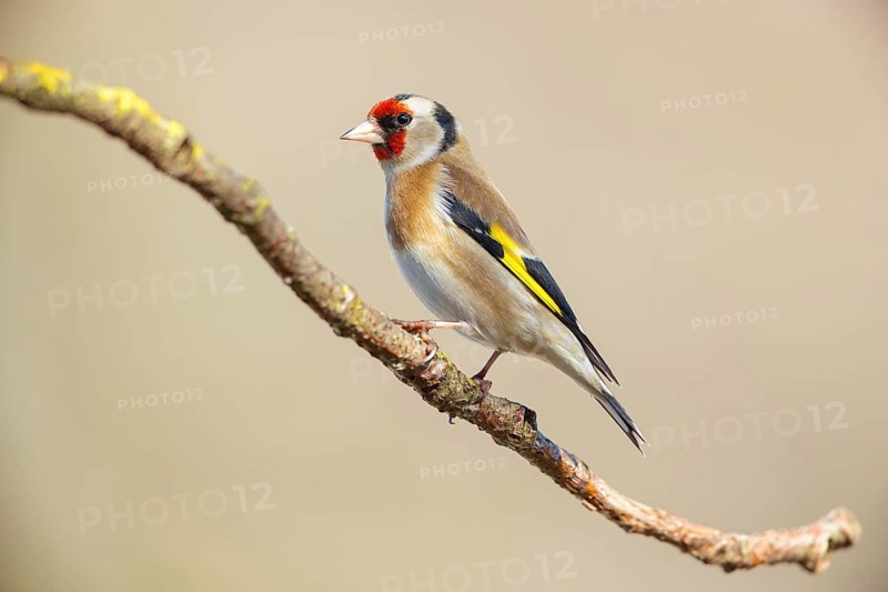Goldfinch, goldfinch, (Carduelis carduelis), biotope, habitat, foraging, perch, Worms, Rhineland-Palatinate, Germany