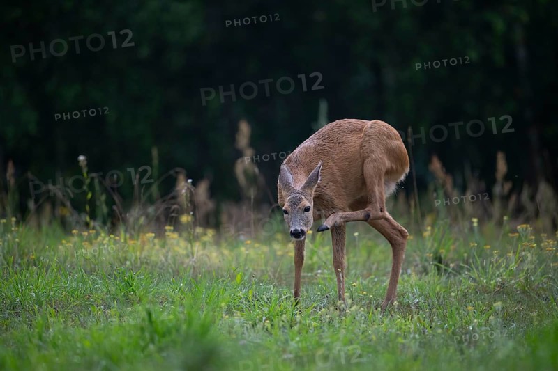 Roe deer (Capreolus capreolus) in a forest clearing scratching itself with its hind leg, Tyrol, Austria