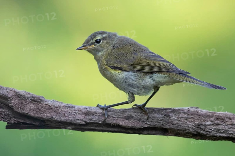 Common Chiffchaff (Phylloscopus collybita) perched on a branch, Lower Saxony, Germany