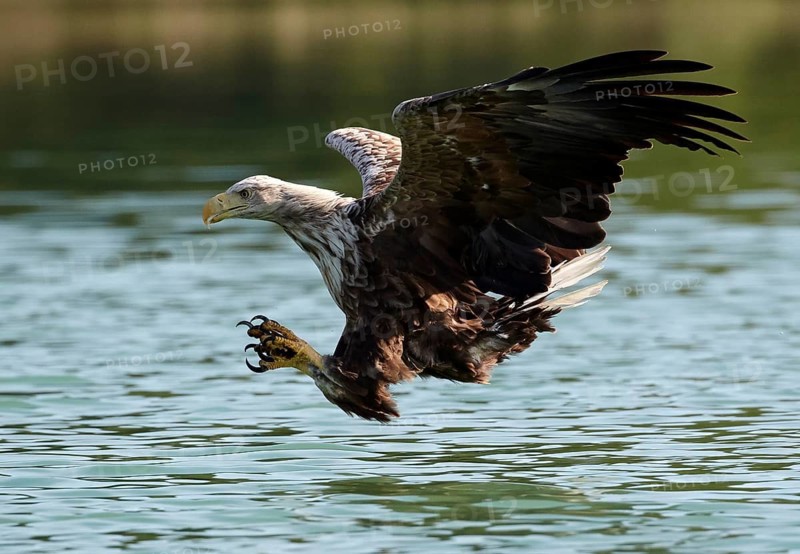 White-tailed Eagle (Haliaeetus albicilla) striking at fish, Mecklenburg-Western Pomerania, Germany