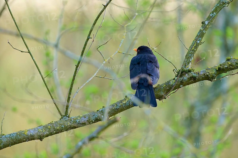 A black blackbird sits quietly on a branch in a wooded area, blackbird (Turdus merula), spring, bird island, Altmühlsee, Muhr am See, Gunzenhausen, Franconian Lake District, Bavaria, Germany
