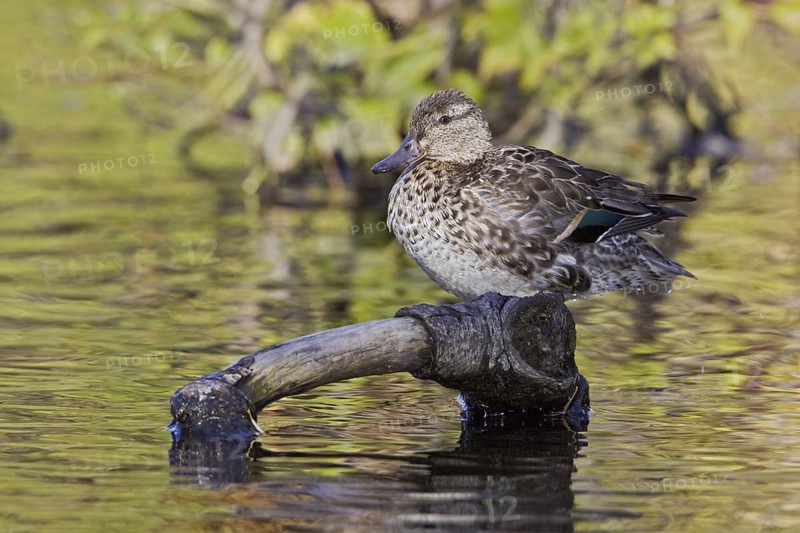 Green-winged Teal (Anas carolinensis) female, British Columbia, Canada