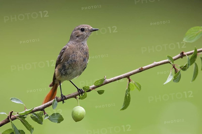Common Redstart (Phoenicurus phoenicurus) female, Berlin, Germany