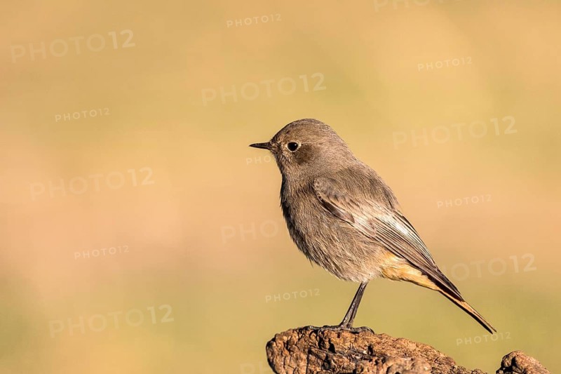 Common Redstart (Phoenicurus phoenicurus) female, Andalusia, Spain