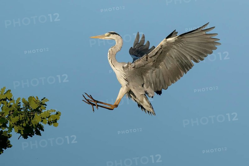 Grey Heron (Ardea cinerea) approaching to tree, North Rhine-Westphalia, Germany