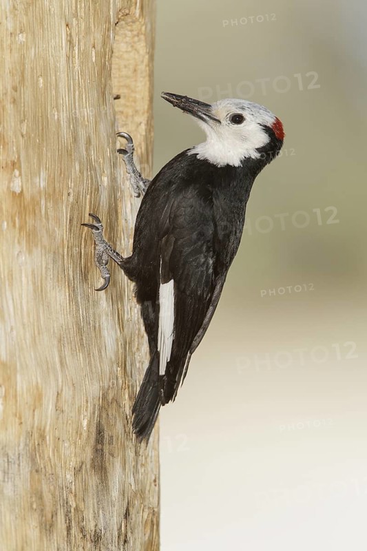 White-headed Woodpecker (Leuconotopicus albolarvatus) male, California, USA