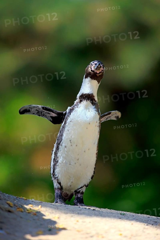 Humboldt penguin (Spheniscus humboldti), on land, on rocks, spreading wings, South America