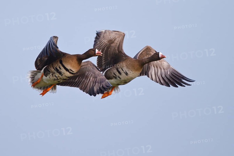 Greater White-fronted Goose (Anser albifrons) flying, North Rhine-Westphalia, Germany