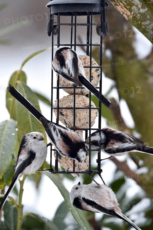 Long-tailed tits (Aegithalos caudatus) eating tit dumplings in winter, Schleswig-Holstein, Germany