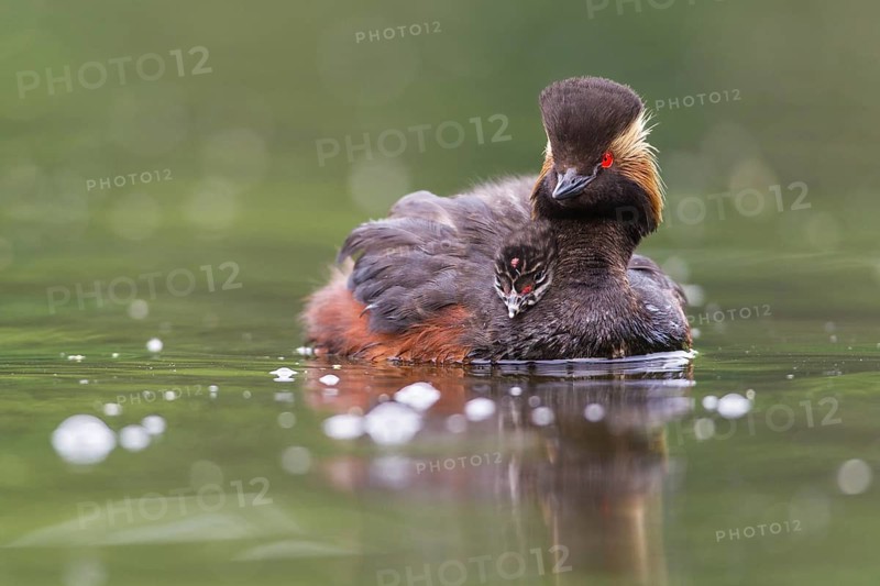 Podiceps nigricollis