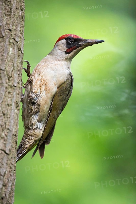 European Green Woodpecker (Picus viridis) male at breeding cavity, Rhineland-Palatinate, Germany