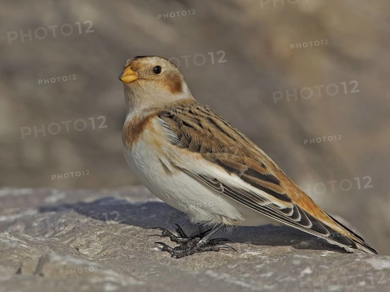Snow Bunting (Plectrophenax nivalis), Wales, United Kingdom