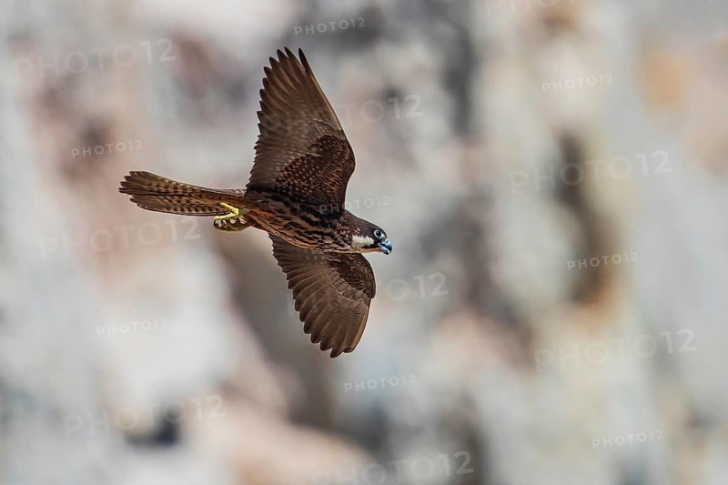 Eleonora's Falcon (Falco eleonorae) young female flying, Sardinia, Italy