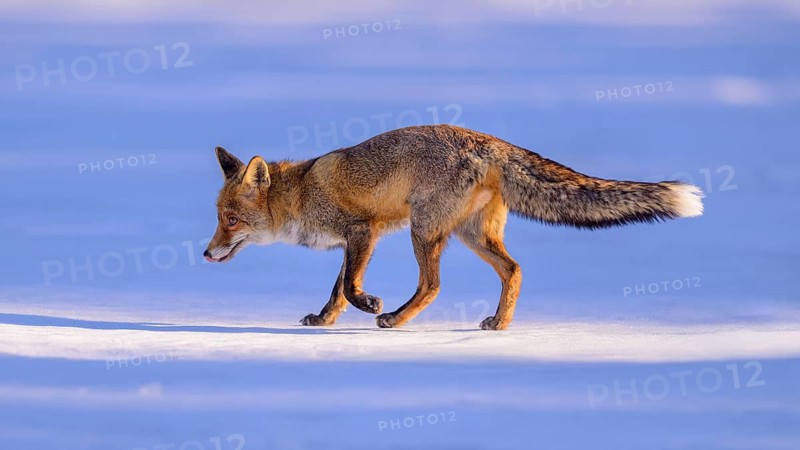 Red fox (Vulpes vulpes), foraging in a meadow covered with snow, Swabian Alb biosphere reserve, Baden-Württemberg, Germany