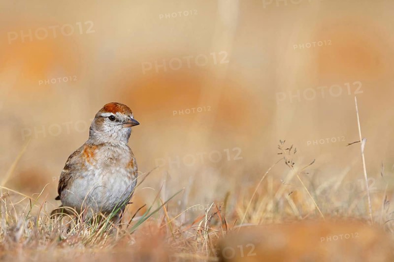 Red-capped Lark, (Calandrella cinerea), Animals, Bird, Lark family, Lark, Wakkerstrom surroundings, Wakkerstrom, Mpumalanga, South Africa