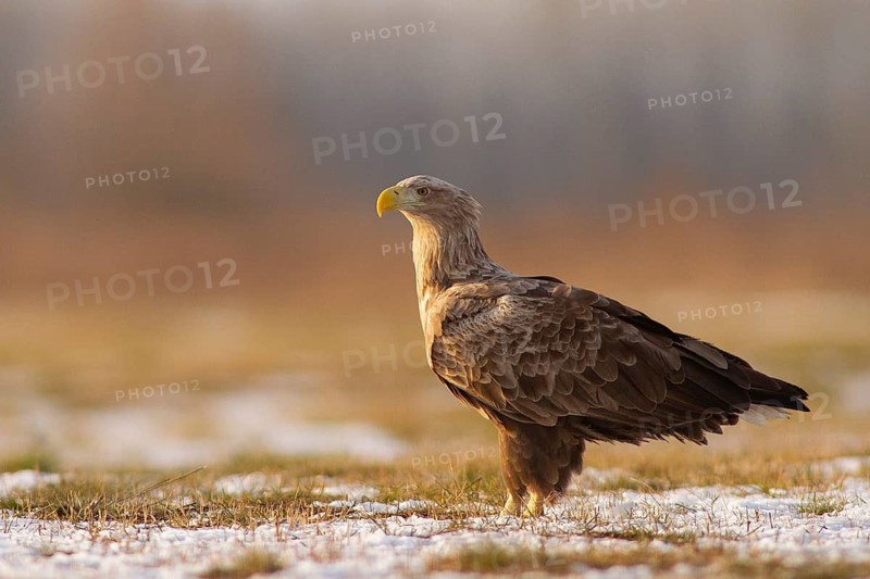 White-tailed Eagle (Haliaeetus albicilla), Subotica, Hungary