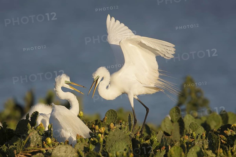 Great Egrets Courting - off Rockport, TX
