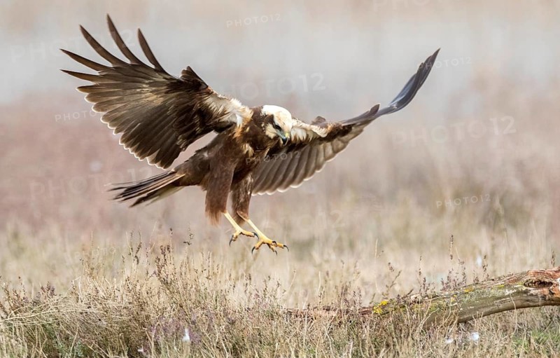 Western Marsh Harrier (Circus aeruginosus) female flying, Castile-La Mancha, Spain