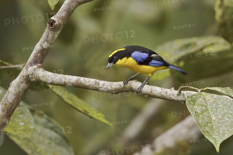 Blue-winged Mountain Tanager (Anisognathus somptuosus), Ecuador