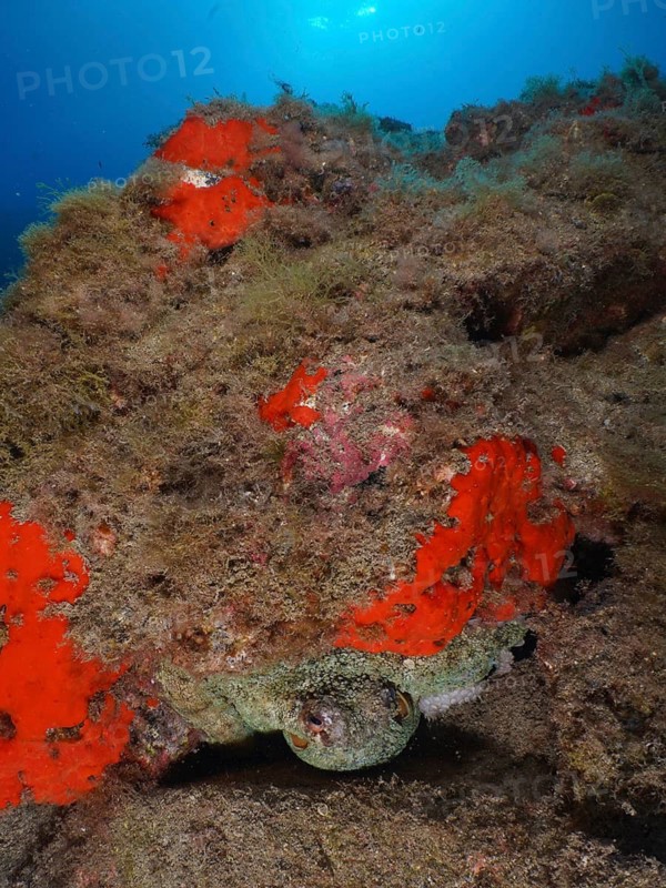 A hidden octopus, Common Octopus (Octopus vulgaris), in a colourful reef with algae, dive site Roca Jolia, Las Galletas, Tenerife, Canary Islands, Spain