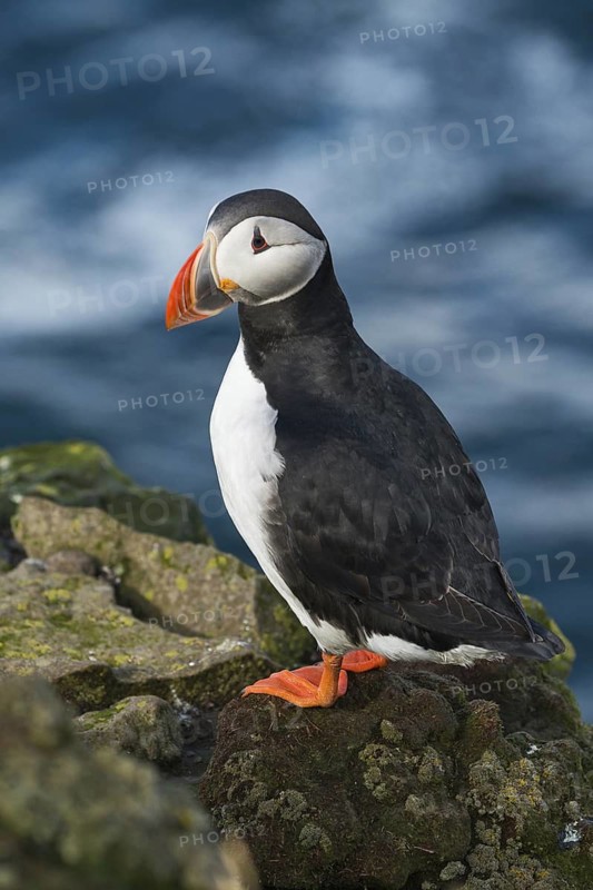 Atlantic Puffin (Fratercula arctica) on cliff, Iceland