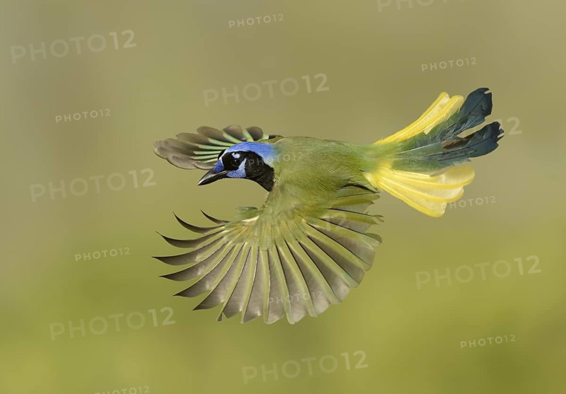 Green Jay (Cyanocorax luxuosus) flying, Texas, USA