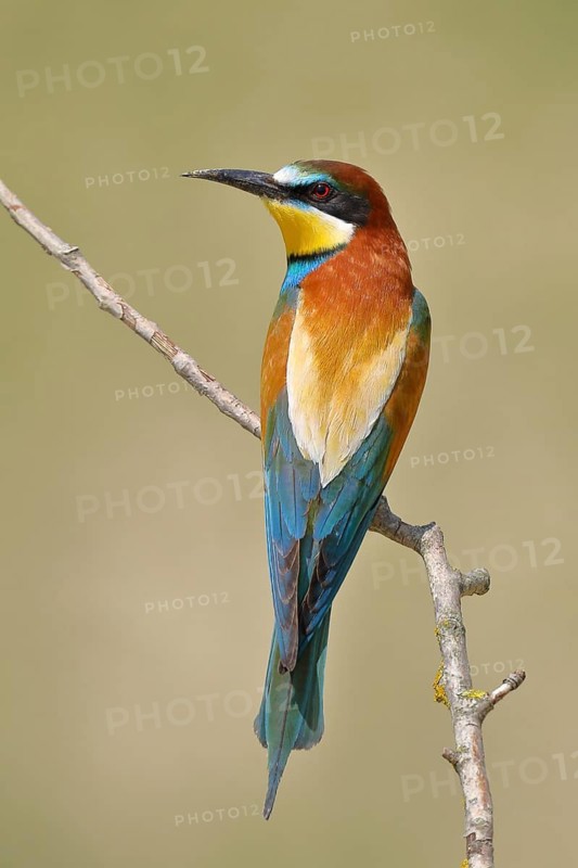 Bee-eater (Merops apiaster) sitting on a branch, Rhineland-Palatinate, Germany