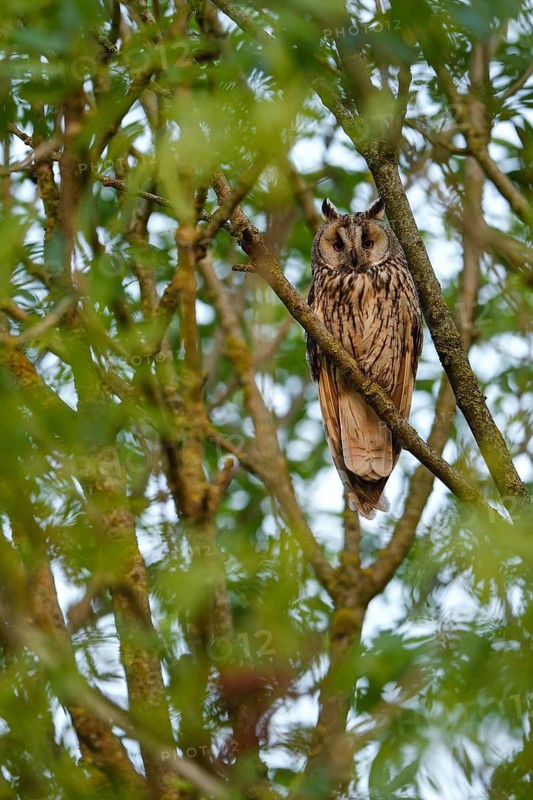 Long-eared owl (Asio otus), adult bird, guarding the young birds nearby, Bottrop, Ruhr area, North Rhine-Westphalia, Germany