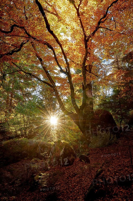 Beech (Fagus sylvatica) sunrays shining through big, old tree in fall foliage, Canton of Grisons, Switzerland