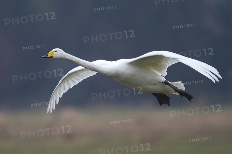 Whooper Swan (Cygnus cygnus) flying, North Rhine-Westphalia, Germany