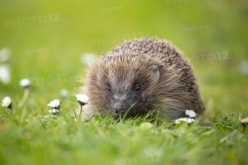 European hedgehog (Erinaceus europaeus) adult animal on a garden grass lawn with daisy flowers in springtime, Suffolk, England, United Kingdom