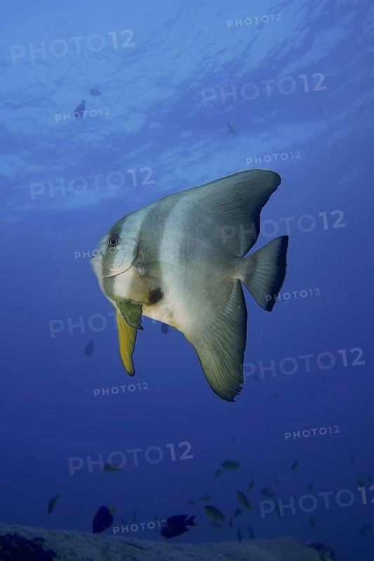 Round-headed batfish juvenile (Platax orbicularis)
