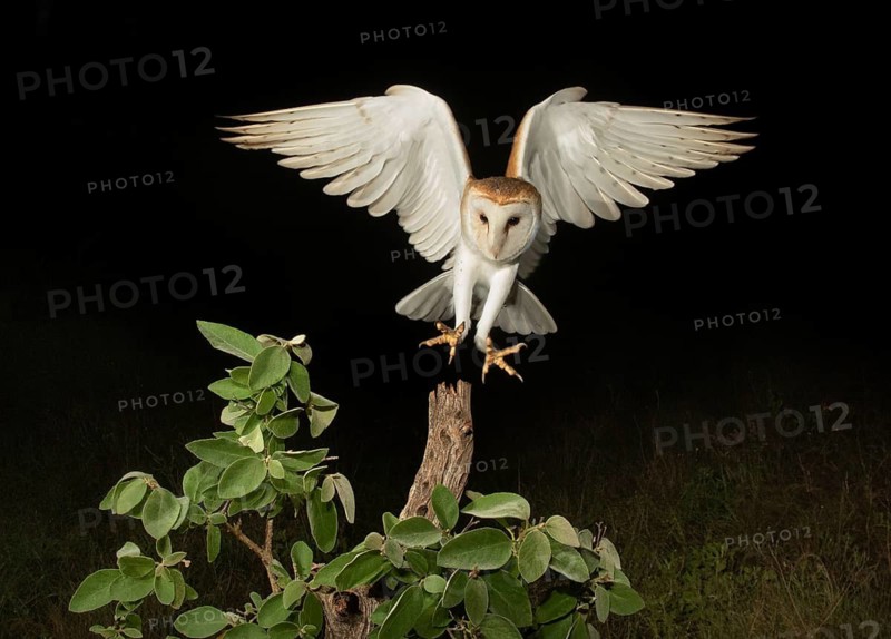 Western Barn Owl (Tyto alba) approaching a branch, Texas, USA