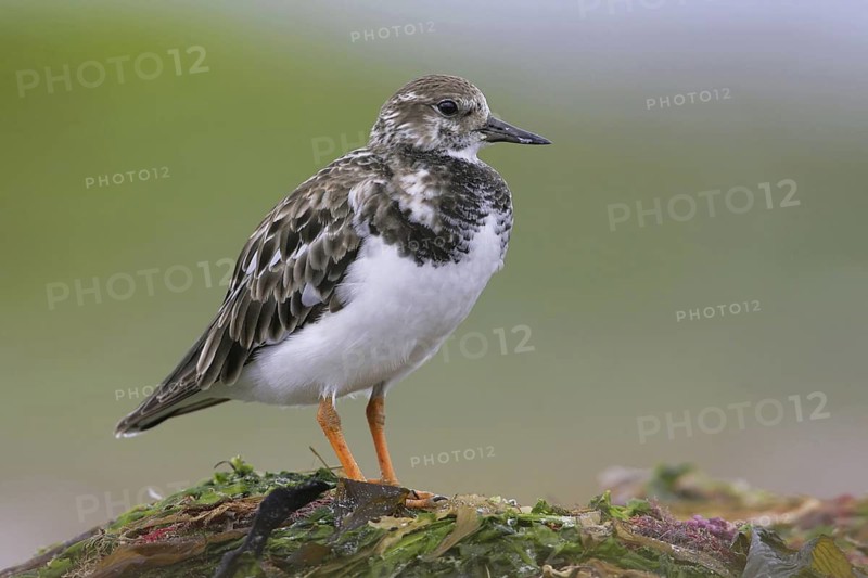 Ruddy Turnstone (Arenaria interpres), South Australia, Australia