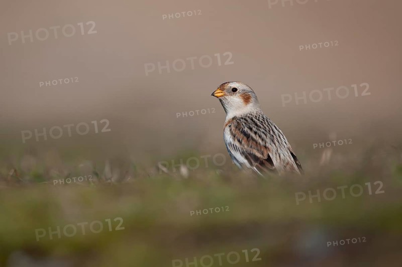 Snow bunting (Plectrophenax nivalis) adult bird on a coastal grassland in winter, Norfolk, England, United Kingdom