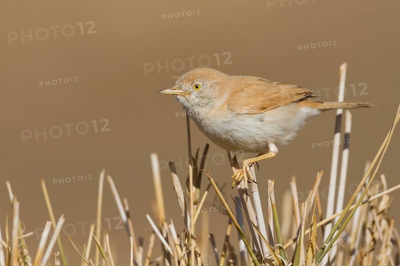 African Desert Warbler - Saharagrasmücke - Sylvia deserti, Morocco