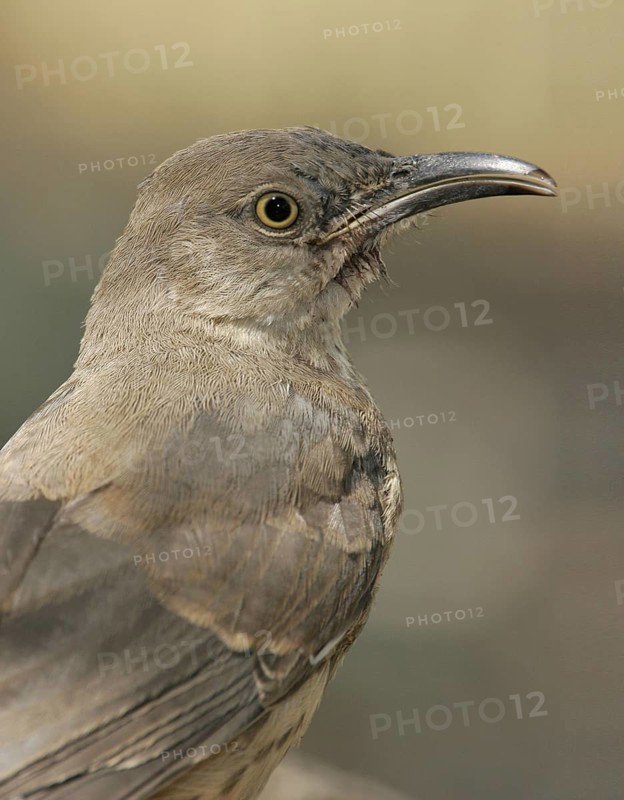Curve-billed Thrasher (Toxostoma curvirostre), Arizona, USA