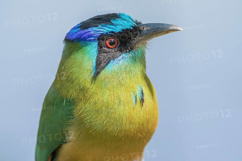 Blauscheitelmotmot (Momotus coeruliceps), Bolivia
