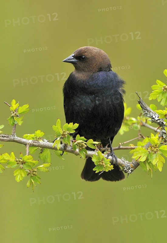 Brown-headed Cowbird (Molothrus ater), British Columbia, Canada