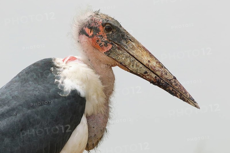 Marabou Stork (Leptoptilos crumenifer), Uganda