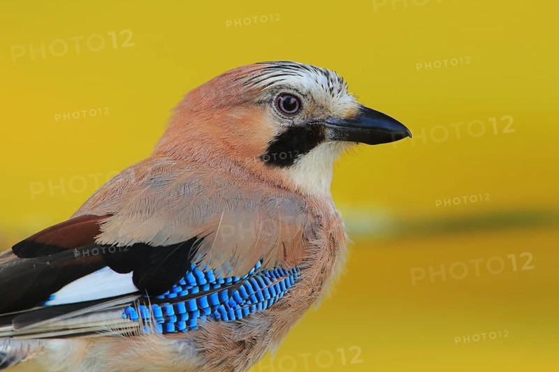 Eurasian Jay (Garrulus glandarius), Andalusia, Spain