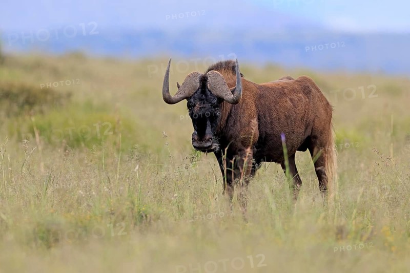 White-tailed wildebeest (Connochaetes gnou), adult, alert, foraging, Mountain Zebra National Park, Eastern Cape, South Africa