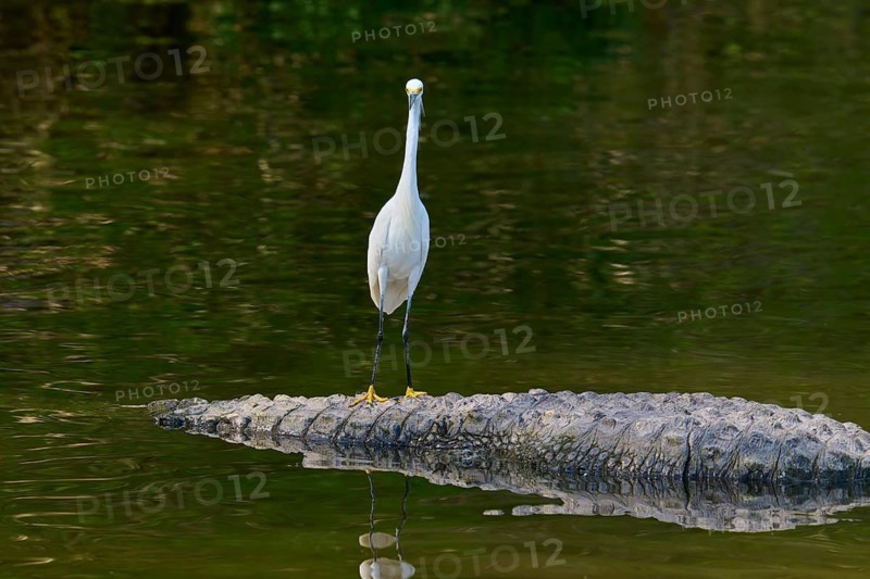 A white bird stands on a resting alligator with a reflection in the water, Great Blue Heron (Egretta thula), American Alligator (Alligator mississippiensis), Orlando, Florida, USA