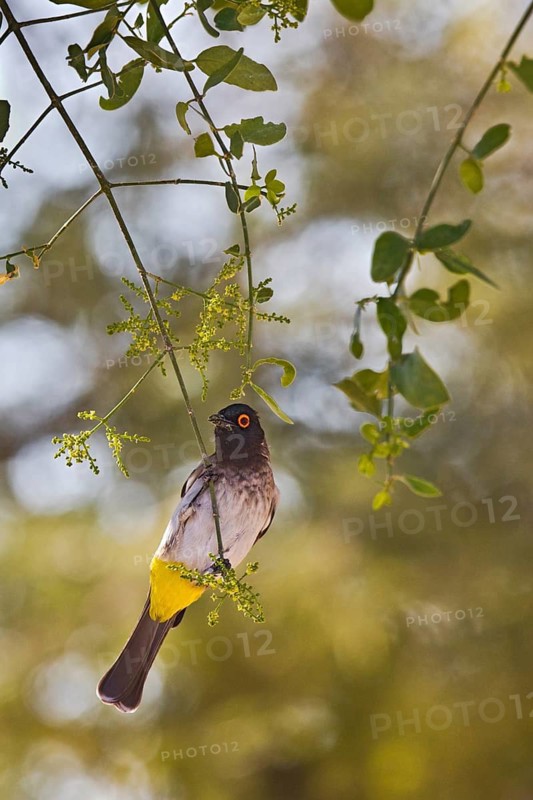 African Red-eyed Bulbul (Pycnonotus nigricans) perched on a branch, Etosha, Namibia