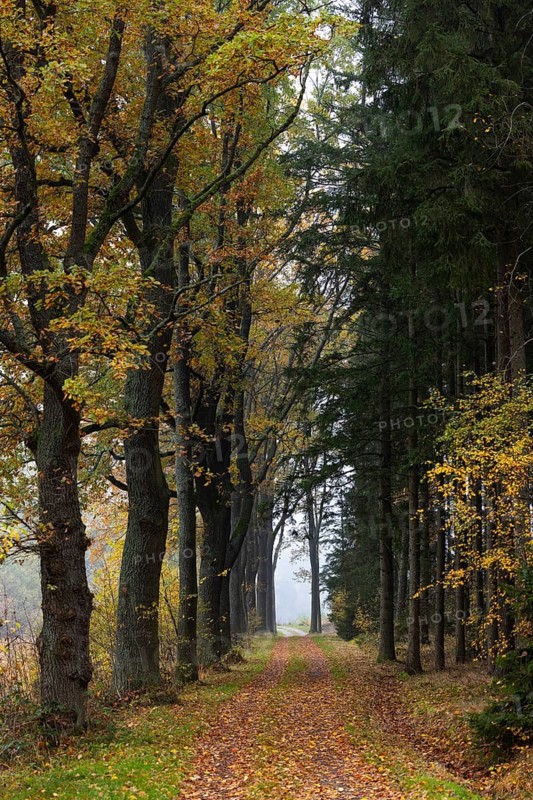 Oak avenue with morning mist in autumn, Gmünd, Waldviertel, Lower Austria, Austria