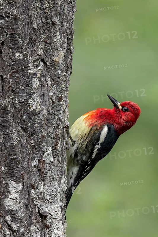 Red-breasted Sapsucker (Sphyrapicus ruber) perched on a branch in Victoria, BC, Canada
