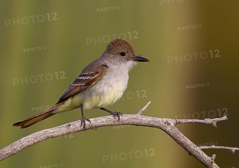 Brown-crested Flycatcher (Myiarchus tyrannulus) male, Arizona, USA